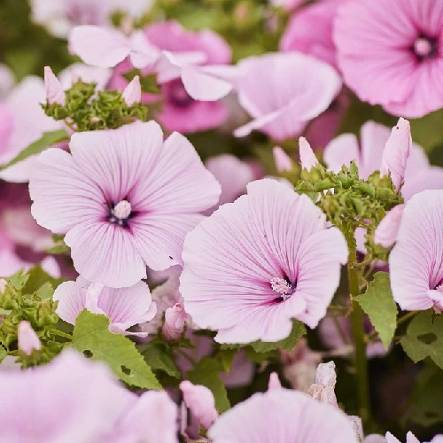 ./PinkRegisRoseMallow001_1783551721161