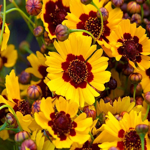 ./Plains_Coreopsis_1_1783832542618