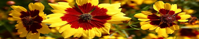 ./Plains_Coreopsis_2_1783832535146
