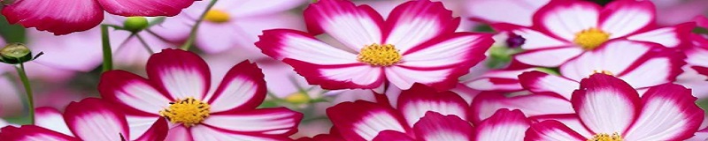 ./Plains_Coreopsis_2_1783832784749