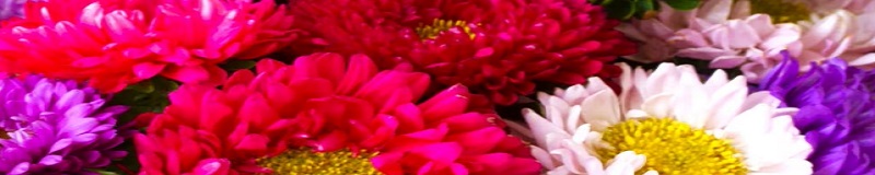 ./Powder_Puff_Aster_Wide_1783829572962
