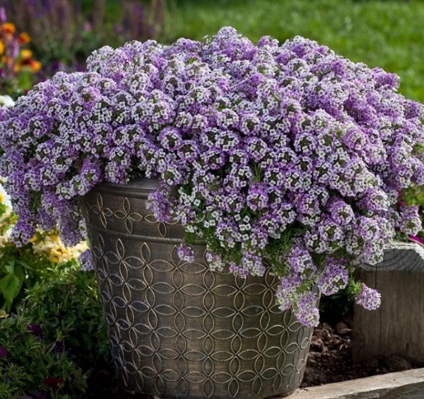 ./RCAlyssum03_1783785975170