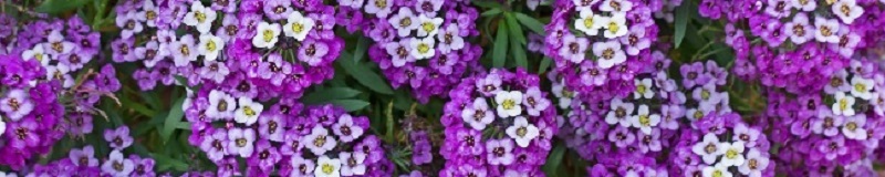 ./Royal_Carpet_Alyssum_Wide_1783785853881