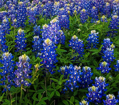 ./Texas_Bluebonnets_01_1783787922273
