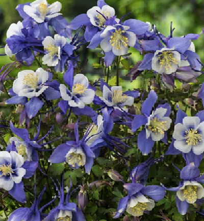 ./aquilegia-earlybird-blue-white-columbine-2_1783832160595