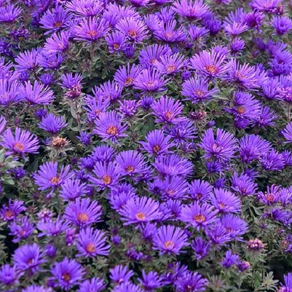 ./aster-grape-crush-5_1783786328740