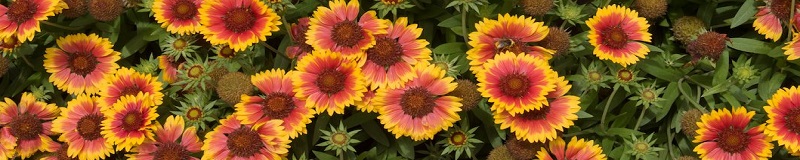 ./blanket-flower-Wide_1783786849937