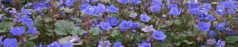 ./ca-bluebell_klein_7711-7-1024x683_1783787519984