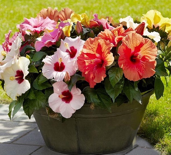 ./hibiscus10_1783550803154