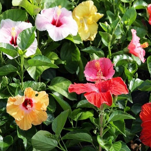 ./hibiscus9_1783550793921