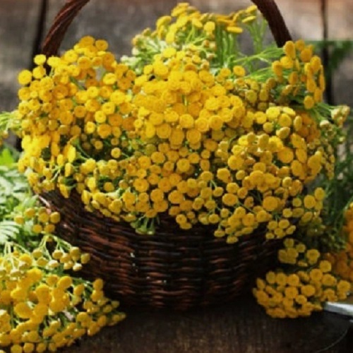 Basket-of-Gold Alyssum