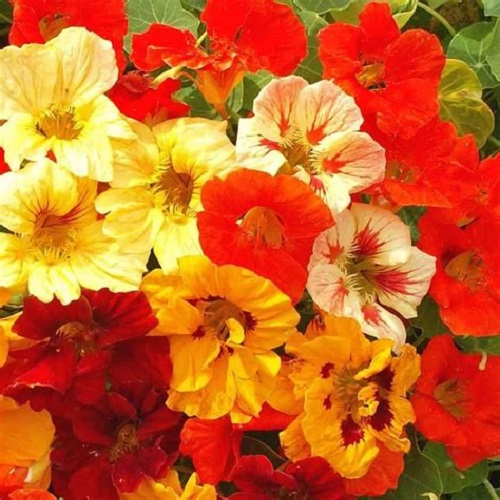 Nasturtium
