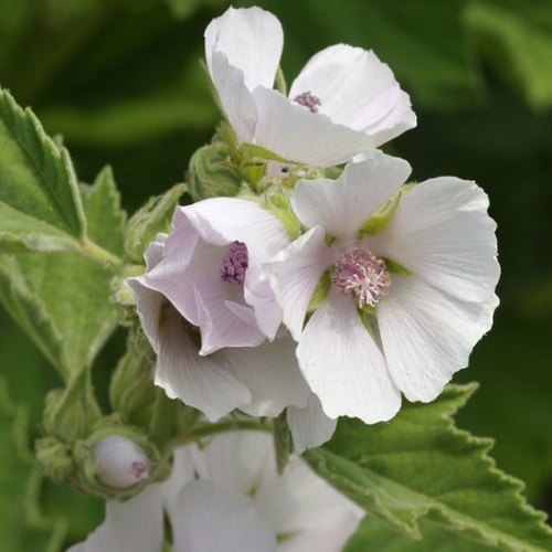 Marsh Mallow