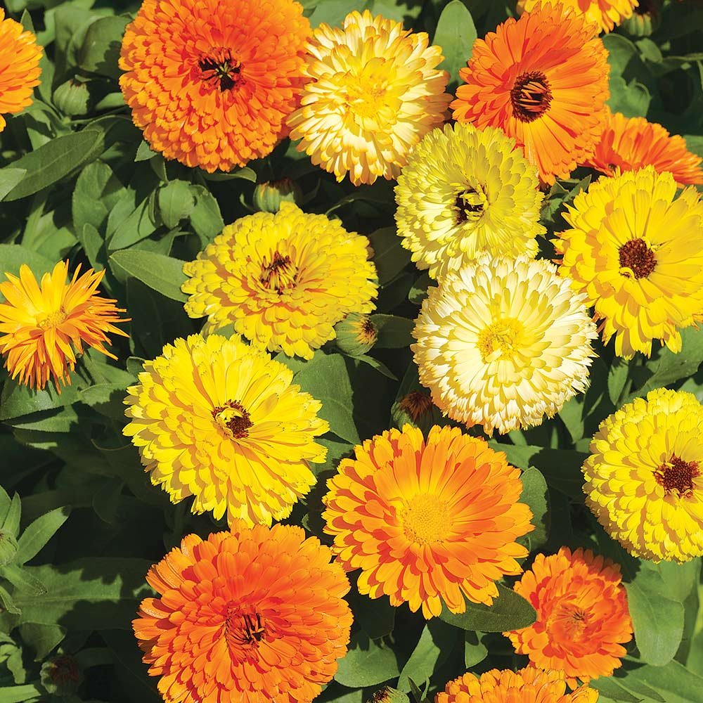 Mixed Colors Calendula