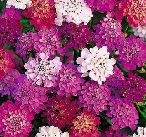 Mixed Candytuft Seeds