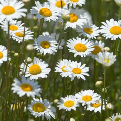 Ox-Eye Daisy