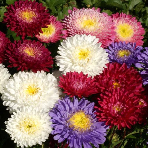 Powder Puff China Aster