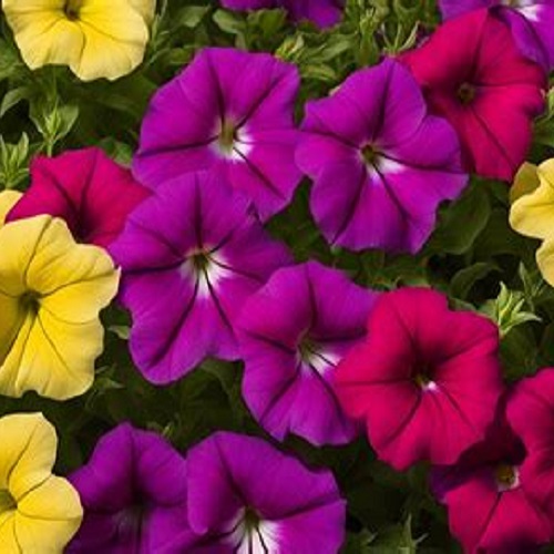 Petunias