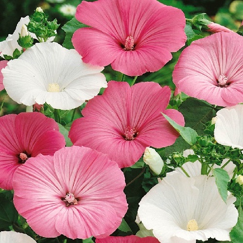 Rose Mallow