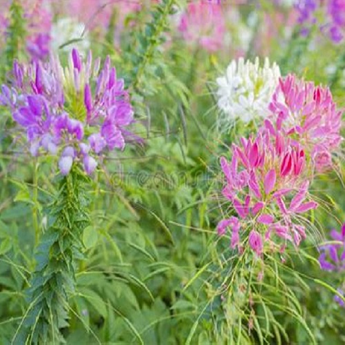 Spider Flower