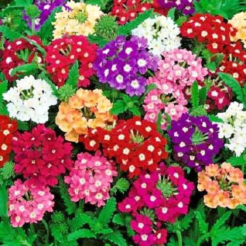 Verbena - Florist Favorite
