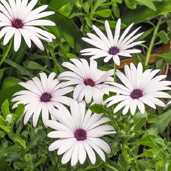 White Cape Daisy