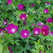 Wine Cup Poppy Mallow