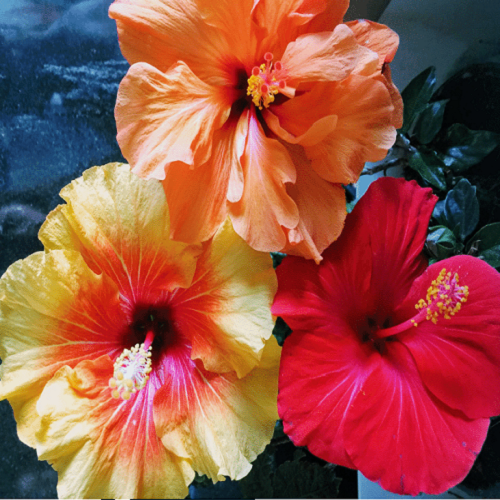 Hibiscus