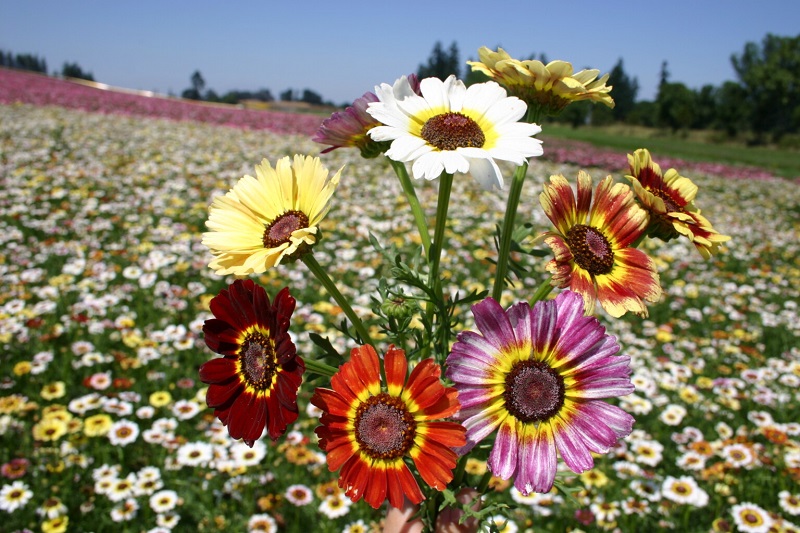 ./painted-daisy_valley_080211-16_1783478537616