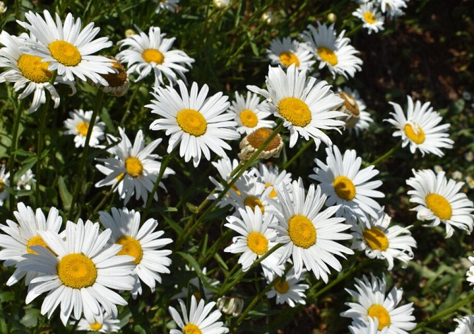./shasta-daisy-tower-2021-22-e1683315437305-1_1783478670257