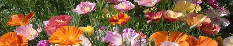./Ballerina_Mix_California_Poppt_01_1783824964669