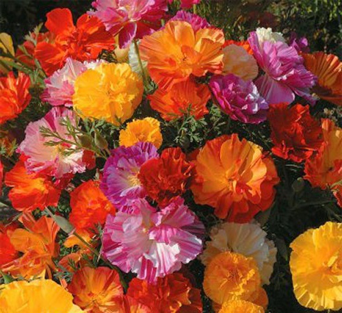 ./Ballerina_Mix_California_Poppy_02_1783824973688