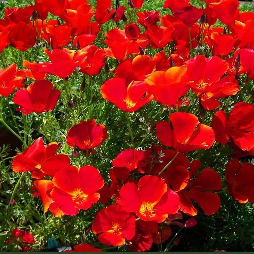 ./California_Poppy_Red_Chief_02_1783827951034