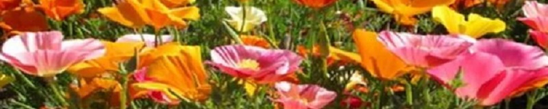 ./Mission_Bells_Wide_1783826173669