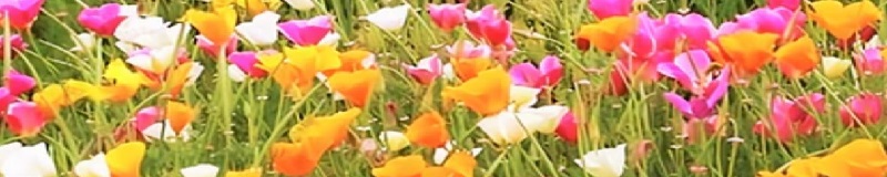 ./Mixed_California_Poppy_1783826508941
