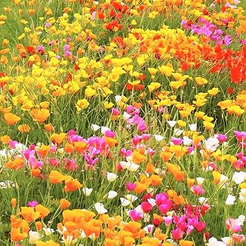 ./Mixed_California_Poppy_Wide_1783826521976