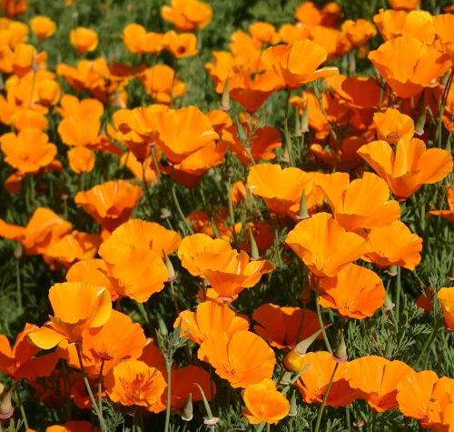 ./Orange_California_Poppy_1783826838200