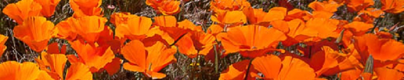 ./Orange_California_Poppy_Wide_1783826829187