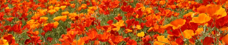 ./PoppyCaliforniaMikado02_1783825525474