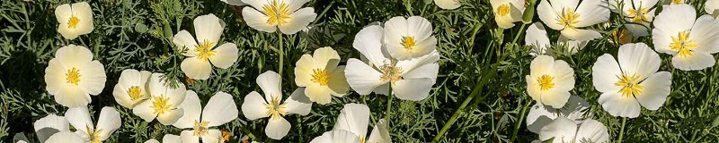 ./White_Linen_Poppy_Wide_1783828563535