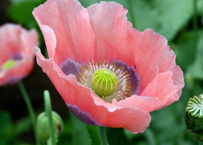 Giant Rattler Papaver Somniferum var. Giganteum seed pods drying in garden