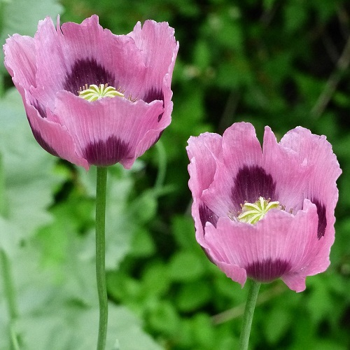 Heirloom Hungarian breadseed poppies growing in open field gardens