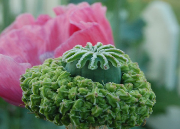 Heirloom Hens and Chicks poppy multi-pod seed head capsule structure
