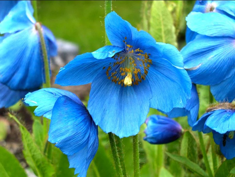 Vibrant blue Himalayan Poppy Meconopsis betonicifolia blossom