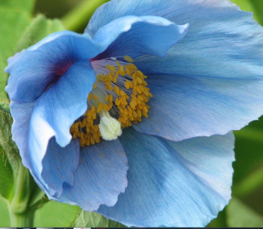 Close up view of Meconopsis blue poppy golden stamens