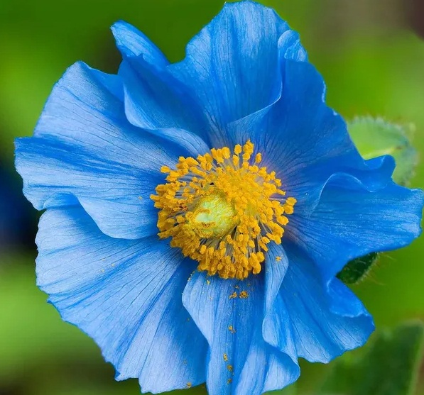 Lush patch of naturalized blue poppies growing under woodland shade canopy