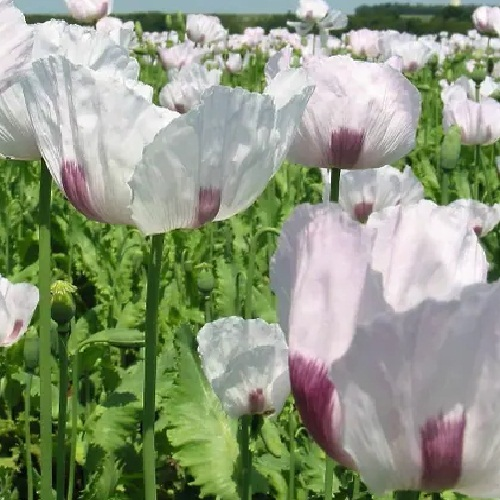 Heirloom Czech Republic Poppy Blooms with Lilac Bases