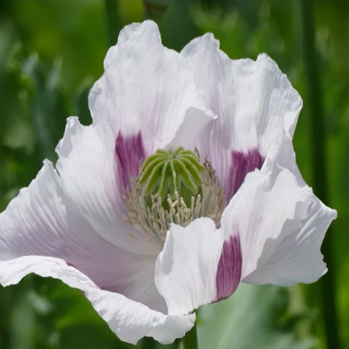 Healthy Emerging Poppy Seedlings Growing Outdoors