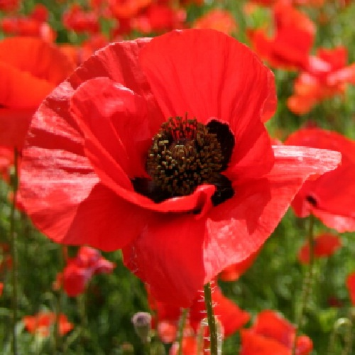 Poppy Field in Full Summer Bloom