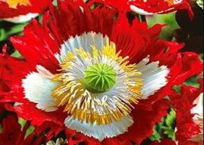 Heirloom Danish Flag Poppy Flower showing scarlet petals with a white cross